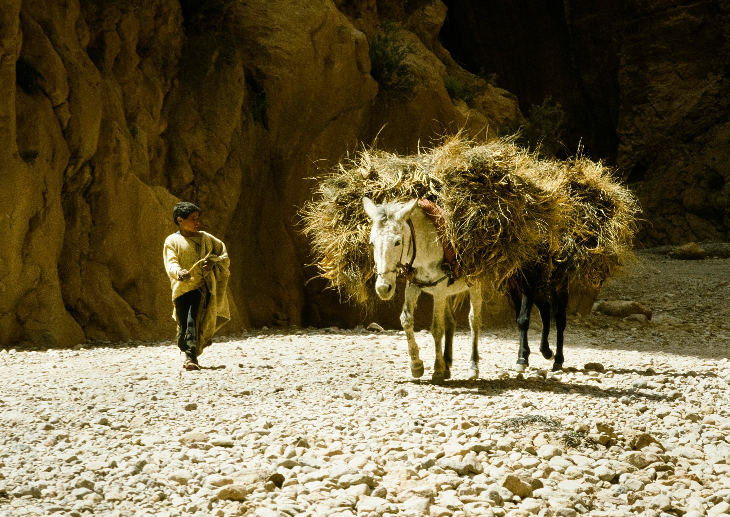 Donkey and His Boy - North Africa (1978)