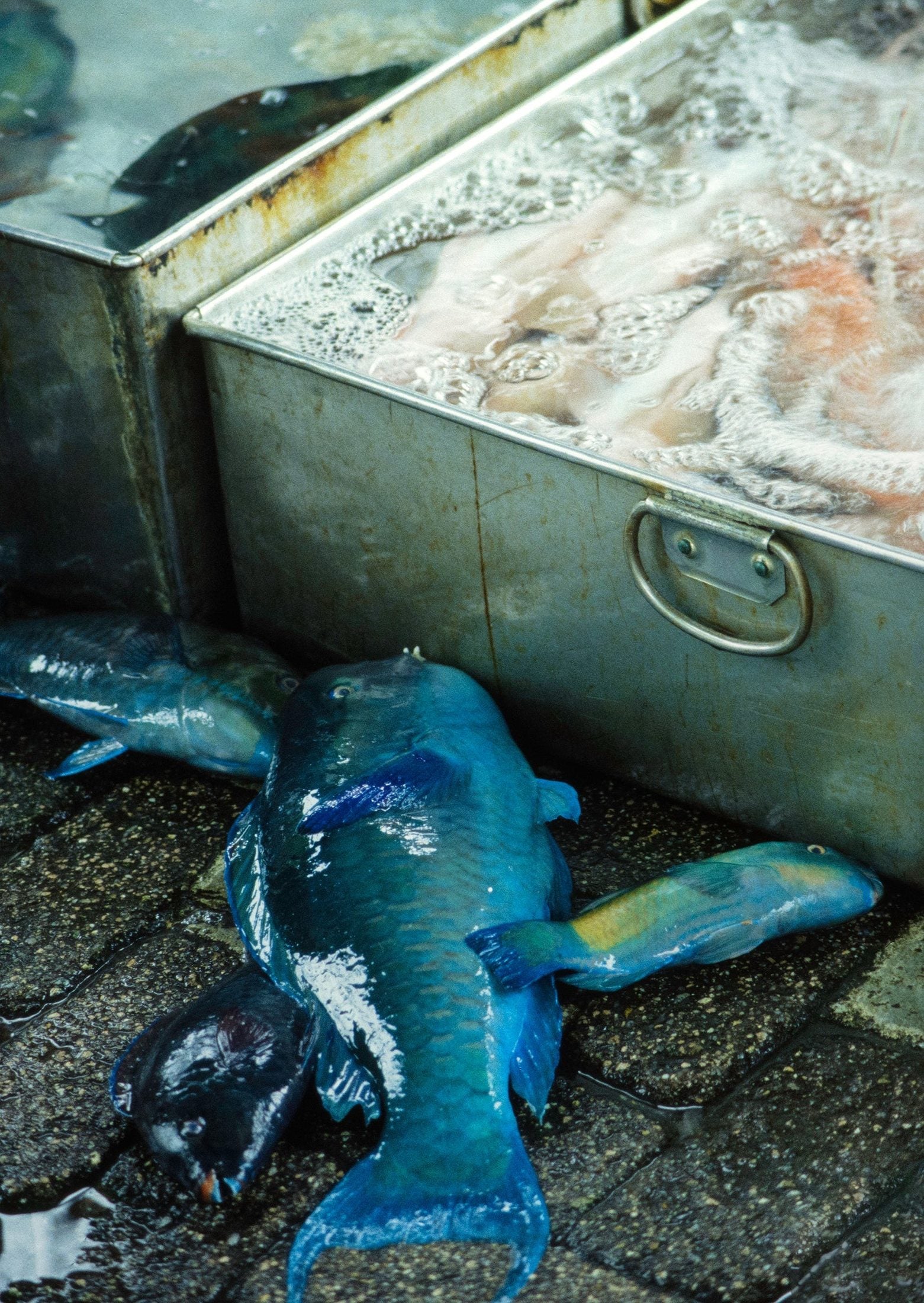 Fish Market - Japan 1982 Photograph