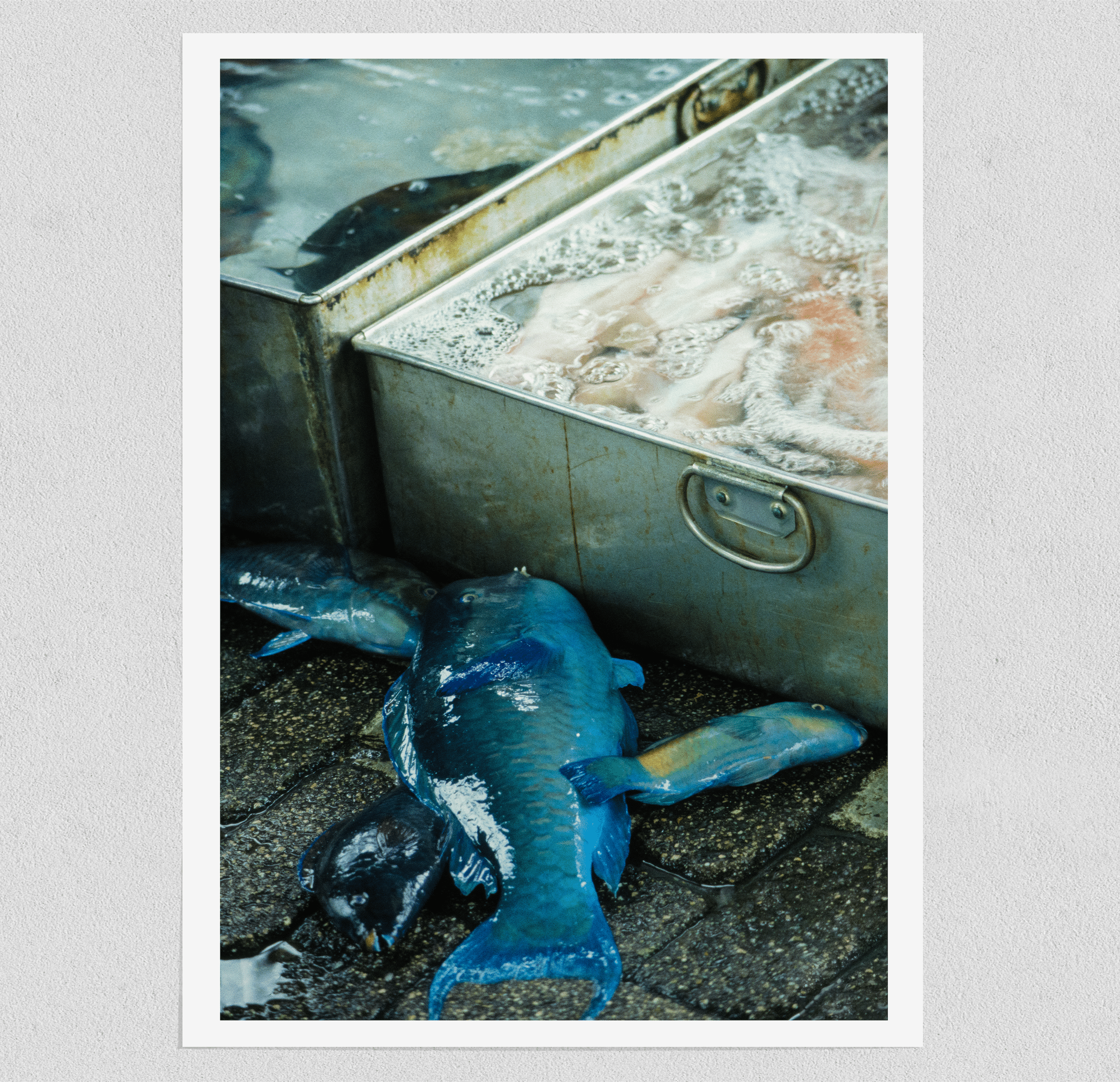 Fish Market - Japan 1982 Photograph