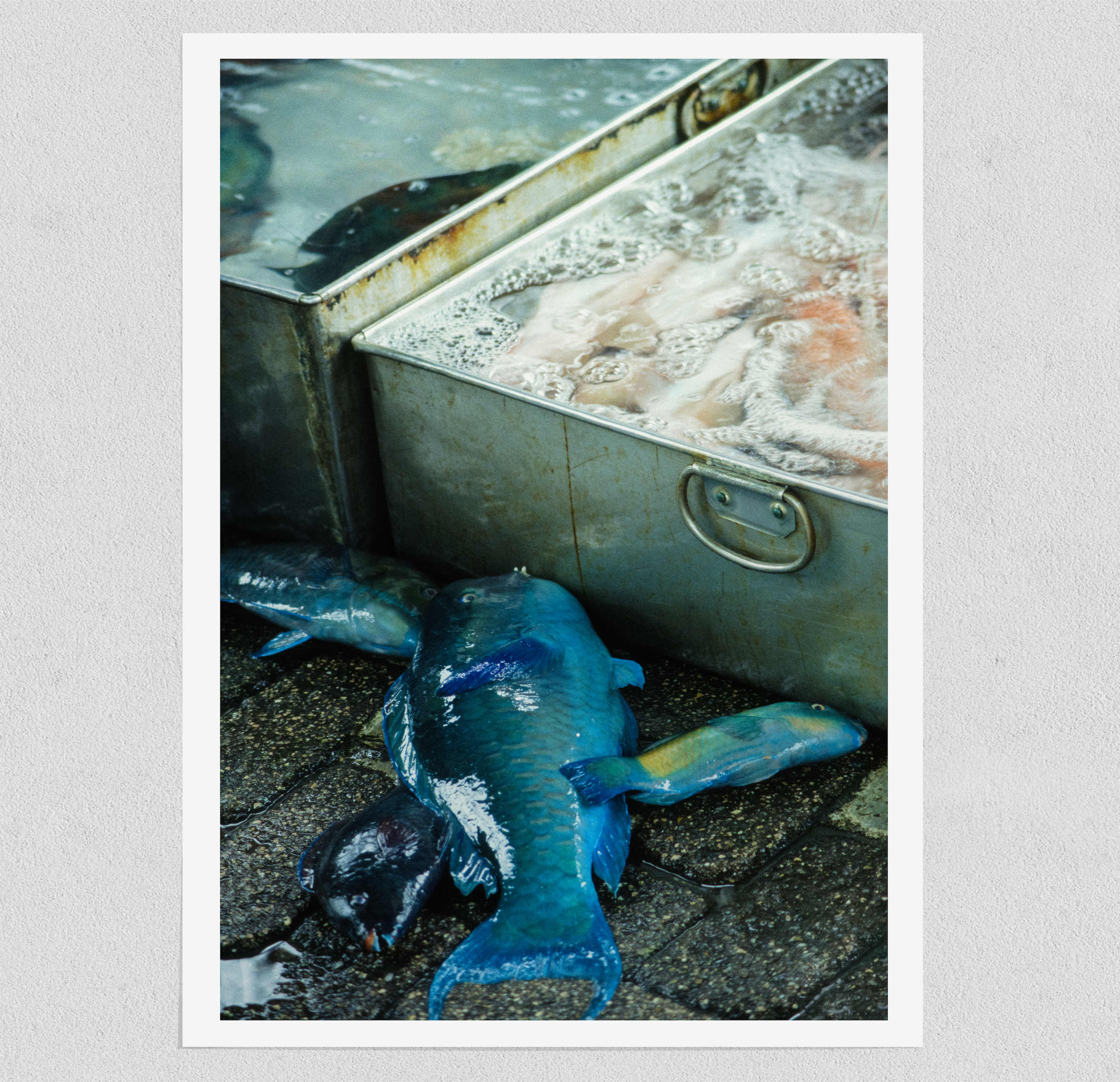 Fish Market - Japan (1982)